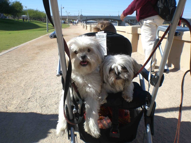 Walk to Save the Animals
